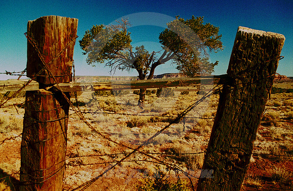 TREE & TIES (Rt 66 nr Continental Divide NM)