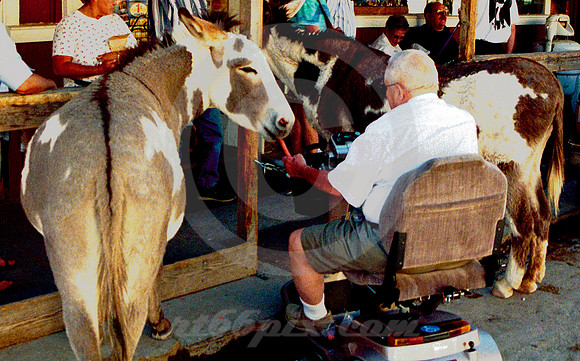 FEEDING TIME (Rt 66 Oatman AZ)