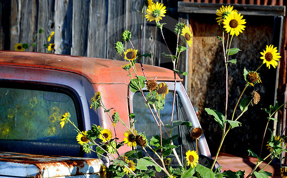 FORD TRUCK IN SUNFLOWERS (Lincoln Highway Proctor CO)