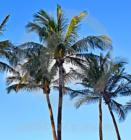 MIAMI BEACH #193 (Miami Beach FL)