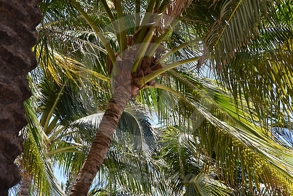 MIAMI BEACH #237 (Miami Beach FL)