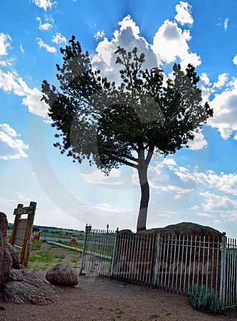TREE ROCK (Lincoln Highway nr Sherman Summit WY)