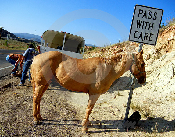 HORSE & SIGN (Rt 66 nr Continental Divide NM)