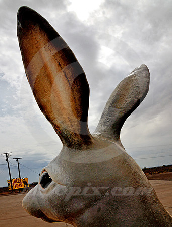 SIGN & EARS (Rt 66 Jackrabbit AZ)