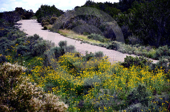 BYPASSED CURVE (Rt 66 nr Peach Springs AZ)