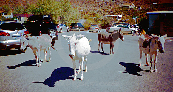 TRAFFIC CIRCLE (Rt 66 Oatman AZ)