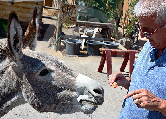 GRIMACING BURRO (Rt 66 Oatman AZ)