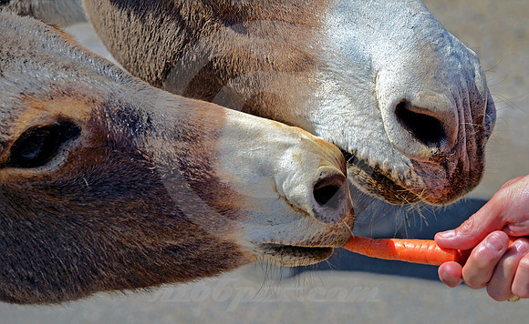 TWO BURROS ONE CARROT (Rt 66 Oatman AZ)