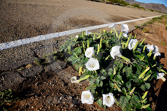 ROADSIDE FLOWERS (Rt 66 nr Goffs CA)