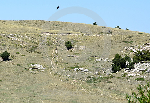 WINDLASS HILL #3 (nr Lewellen NE)