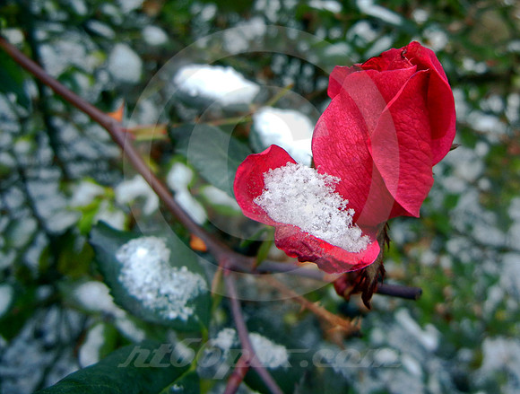 LATE ROSE EARLY SNOW (nr Detroit )
