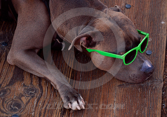 DOG WITH SUNGLASSES (Rt 66 Santa Monica CA)