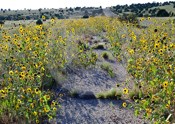 OLD ASPHALT & FLOWERS (Rt 66 nr Ash Fork AZ)