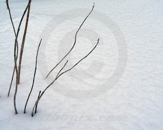 PLANT IN SNOW #2 (nr Detroit)