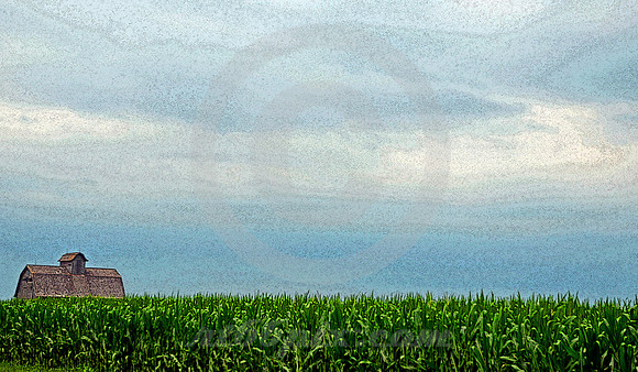 CORN IN RAIN (Lincoln Highway nr Rochelle IL)