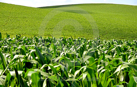 CORN FOR MILES (Lincoln Highway nr Le Grand IA)