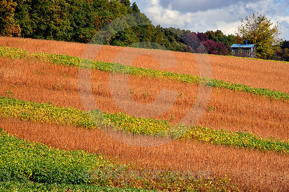 CONTOUR FARMING (Lincoln Highway nr New Pittsburg OH)