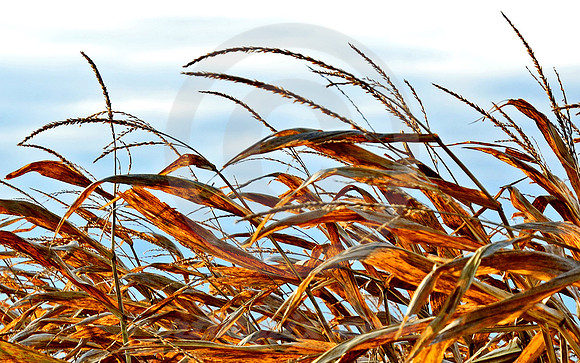 OCTOBER CORN #2 (Lincoln Highway nr Galion OH)