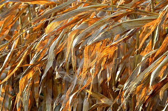 OCTOBER CORN #3 (Lincoln Highway nr Galion OH)