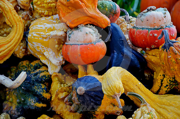 GOURDS #3 (Erie Canal Palatine Bridge NY)