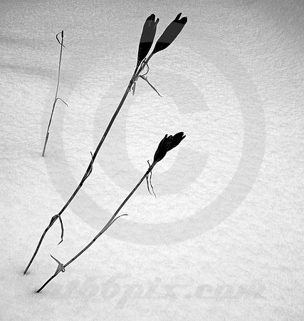 PLANT IN SNOW #1 (nr Detroit)