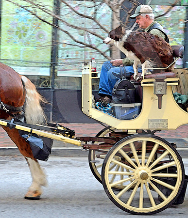 DOG ON CARRIAGE #2 (Memphis TN)