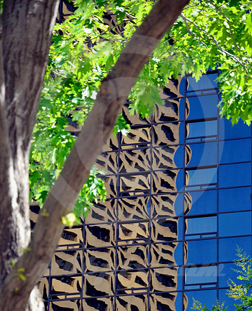 FOLIAGE & DISTORTION (Lincoln Highway Denver CO)