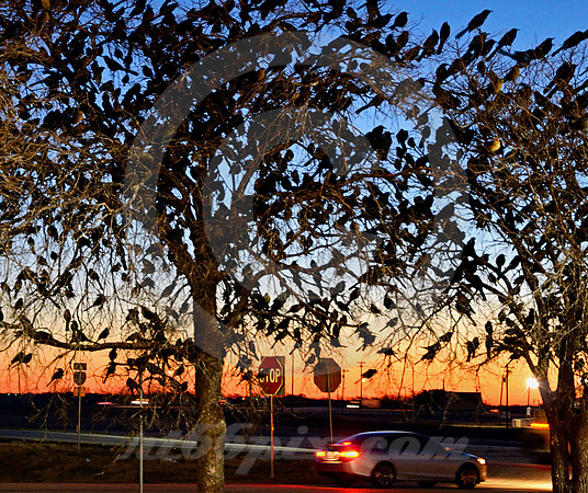 BIRDS & CAR (Terrell TX)
