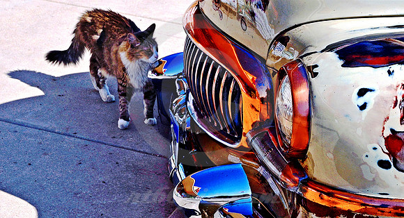 CAT & NASH (Lincoln Highway Berthoud CO)