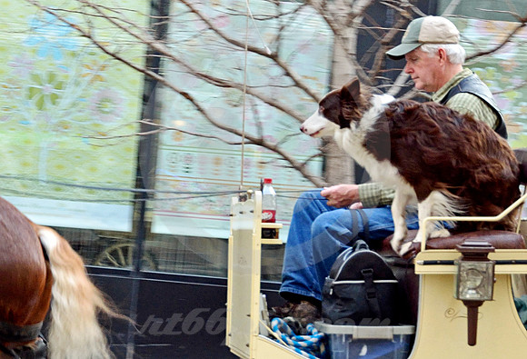 DOG ON CARRIAGE #1 (Memphis TN)