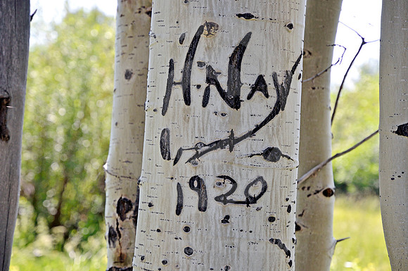 WHITE BIRCH GRAFFITI (Lincoln Highway Fort Bridger WY)