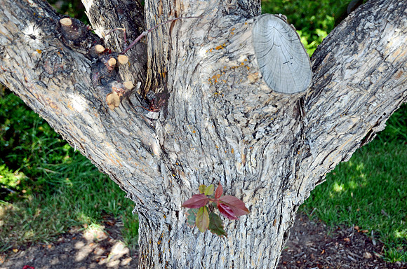 NEW LIMB (Lincoln Highway Evanston WY)