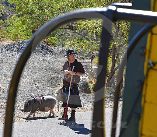 PET PIG (Virginia City NV)
