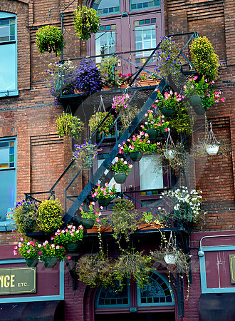HANGING BASKETS (Saratoga Springs NY)