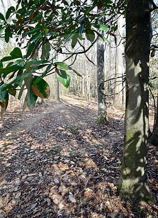 OLD TRACE #1 (Natchez Trace nr Fayette MS)