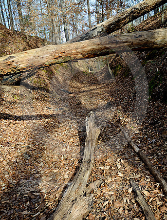 SUNKEN TRACE #1 (Natchez Trace nr Port Gibson MS)