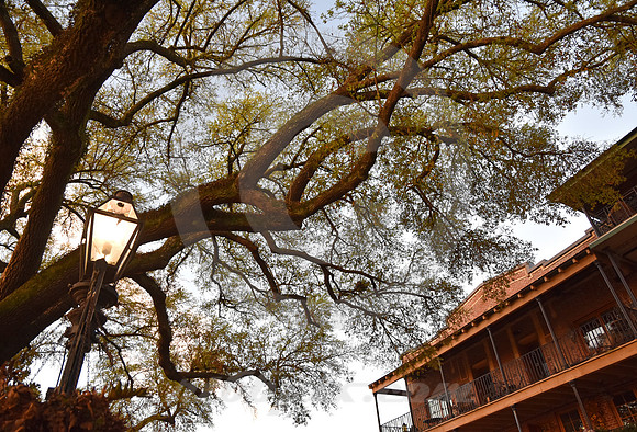 NATCHITOCHES #22 (Natchitoches LA)