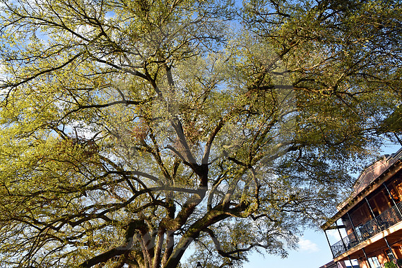 NATCHITOCHES #33 (Natchitoches LA)