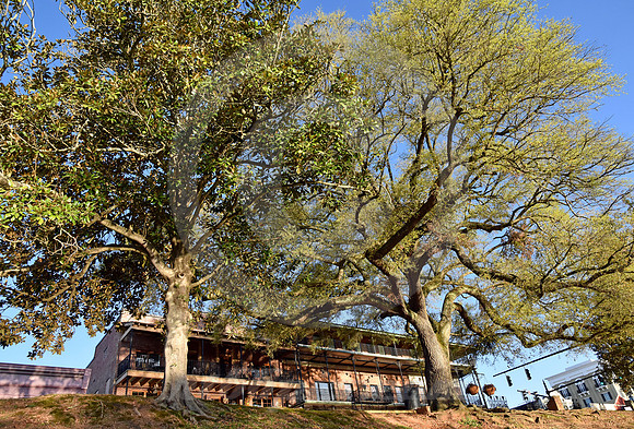 NATCHITOCHES #35 (Natchitoches LA)