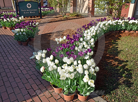 NATCHITOCHES #42 (Natchitoches LA)
