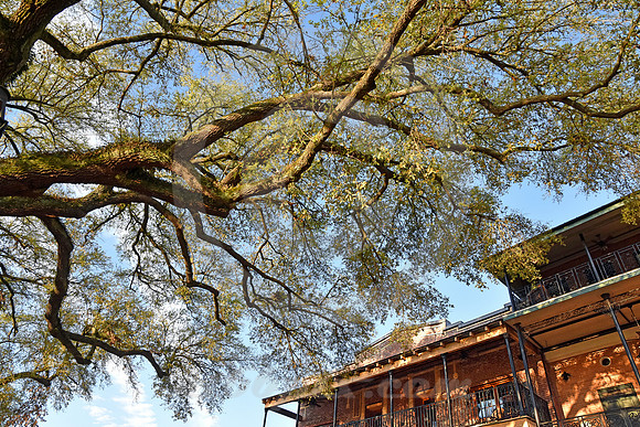NATCHITOCHES #46 (Natchitoches LA)