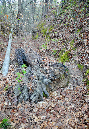 SUNKEN TRACE #2 (Natchez Trace nr Port Gibson MS)
