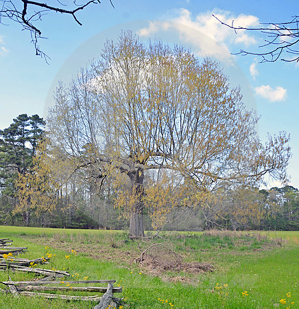SURVIVING TREE (Natchez Trace nr Fayette MS)