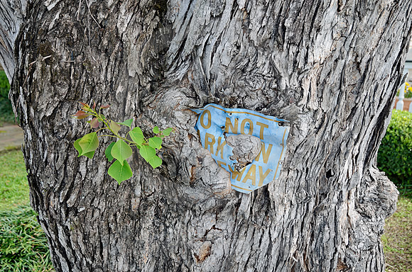 BEWARE OF TREE (Natchez Trace Natchez MS)