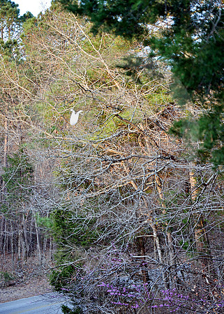 MAN VS. NATURE (Natchez Trace nr Tupelo MS)