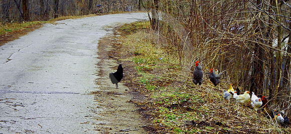 CHICKEN CROSSING (National Road Western IN)