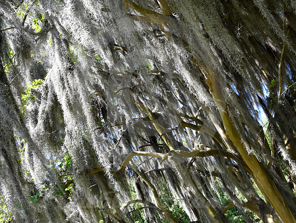 SPANISH MOSS (nr New Roads LA)