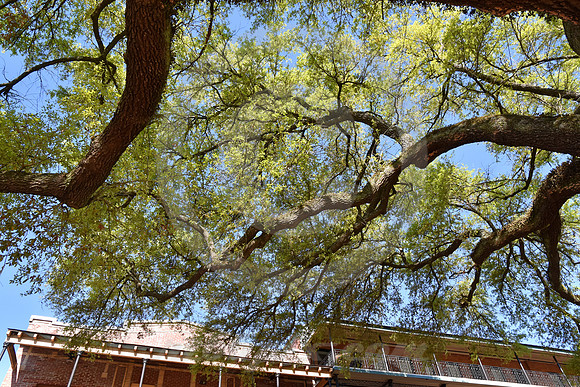 NATCHITOCHES #60 (Natchitoches LA)