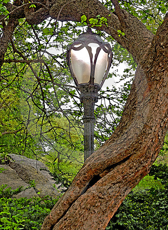 CENTRAL PARK #3 (New York)