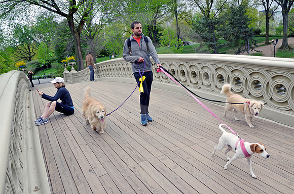CENTRAL PARK #10 (New York)